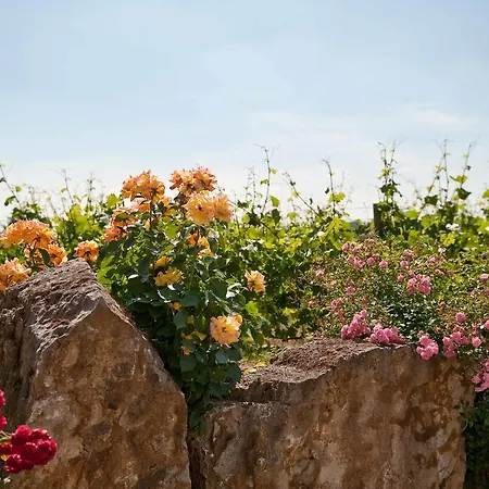 Felshof - Weingut&gästehaus 3* Sommerhausen