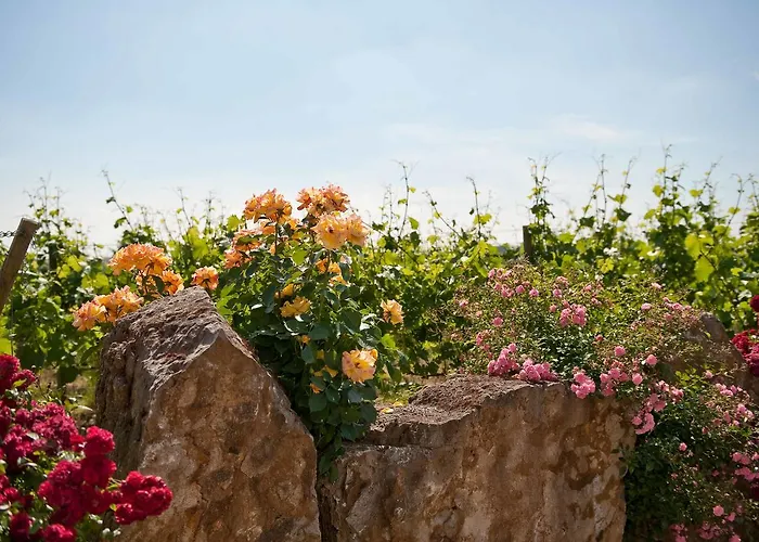 Felshof - Weingut&gästehaus 3* Sommerhausen