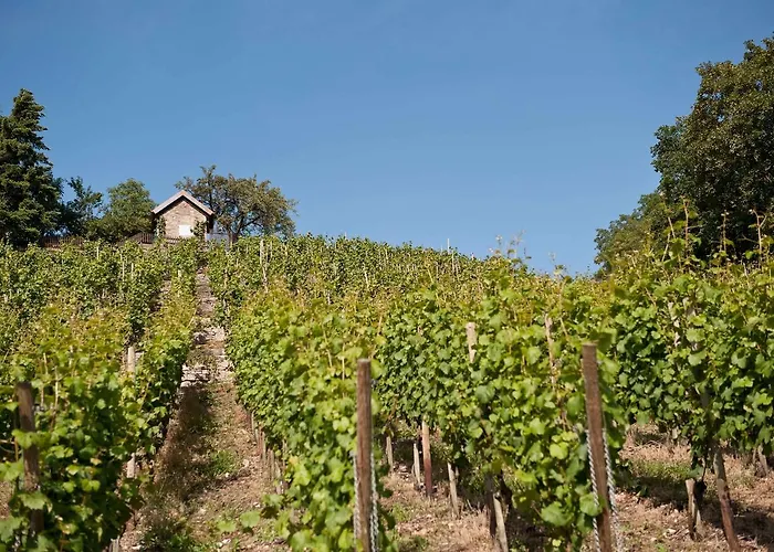 Felshof - Weingut&gästehaus